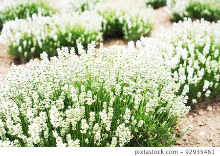 White lavender fields in Okhotsk, Hokkaido White lavender fields in Okhotsk, Hokkaido 92935461