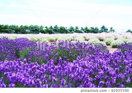 北海道鄂霍次克的粉色、白色和紫色薰衣草田 北海道鄂霍次克的粉色、白色和紫色薰衣草田 92935590