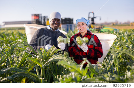 Man and young woman plantation workers with bunches of artichokes 92935719