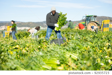 Confident man engaged in cultivation of organic vegetables, arranging crop of ripe celery in boxes on field 92935723