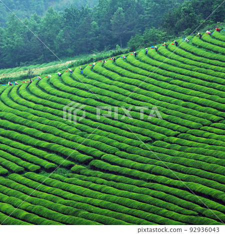 綠茶領域 綠茶領域 92936043