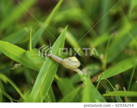 Chibi snail adventure 92936254