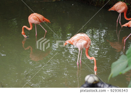 Flamingo drinking water 92936343