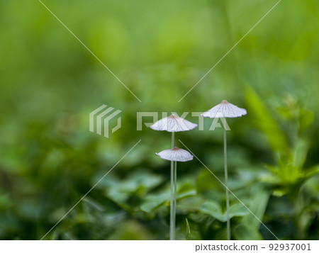 mushroom mushroom 92937001