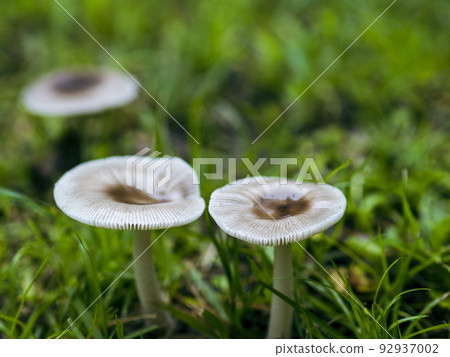 Mushroom after rain 92937002