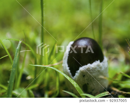 Grassy mushrooms Grassy mushrooms 92937005