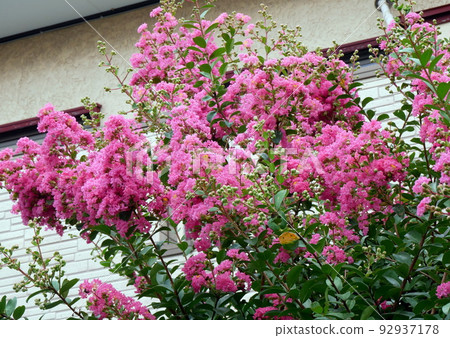 04 8 9 我花園裡的紫薇在夏天盛開 92937178