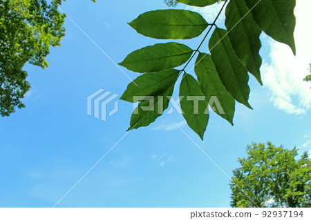 Green leaves Eco image Green leaves Eco image 92937194