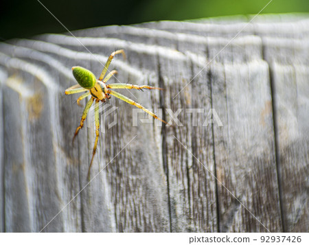yellow green spider yellow green spider 92937426