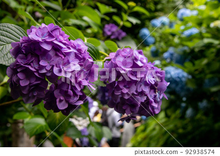 Purple hydrangea Purple hydrangea 92938574