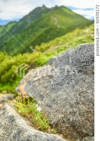 Northern Alps in summer, seen from the ridgeline of Mt. Nishihotaka under clear skies in August. Northern Alps in summer, seen from the ridgeline of Mt. Nishihotaka under clear skies in August. 92939172