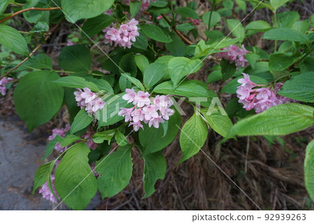Weigela 92939263