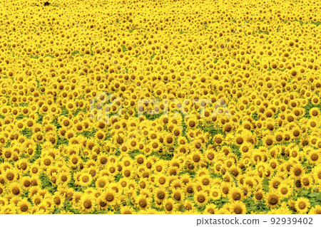 Sunflowers in full bloom Sunflower field in Yamamoto-cho, Miyagi (2022 Yamamoto Sunflower Festival) Yamamoto-cho, Miyagi 92939402