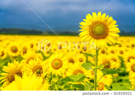 Sunflowers in full bloom Sunflower field in Yamamoto-cho, Miyagi (2022 Yamamoto Sunflower Festival) Yamamoto-cho, Miyagi 92939501