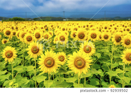 Sunflowers in full bloom Sunflower field in Yamamoto-cho, Miyagi (2022 Yamamoto Sunflower Festival) Yamamoto-cho, Miyagi 92939502