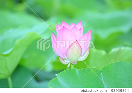 Ogura lotus flowers bloom 92939834