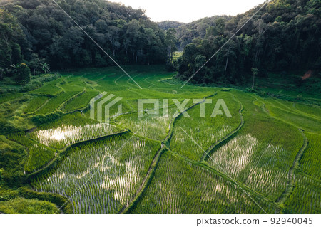 Moody Green rice fild with evening light form abobe Moody Green rice fild with evening light form abobe 92940045