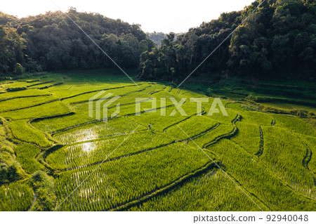 Moody Green rice fild with evening light form abobe Moody Green rice fild with evening light form abobe 92940048