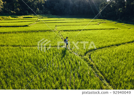 Moody Green rice fild with evening light form abobe 92940049