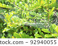 Raindrops and leaves on a spider web 92940055