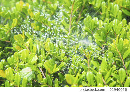 雨滴和蜘蛛網上的葉子 雨滴和蜘蛛網上的葉子 92940056