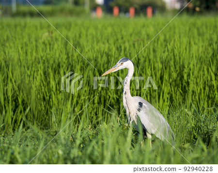 稻田中的灰鷺 稻田中的灰鷺 92940228