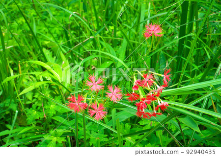 [國家自然寶藏] Koigakubo Marsh 沼澤地的代表花之一，岡山縣新見市小倉仙王1號的紅花 92940435
