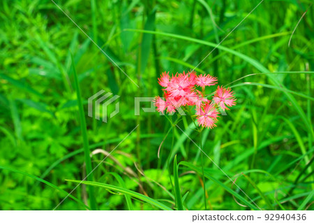 [國家自然寶藏] 小倉仙王的紅花，濕地的代表花之一 2岡山縣新見市 92940436