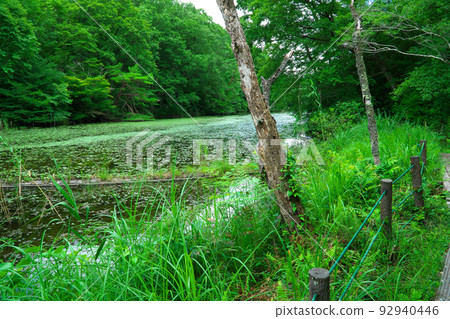 [National Natural Treasure] Koigakubo Wetland The boundary between Koigakubo Pond and the wetland and the promenade 2 Niimi City, Okayama Prefecture 92940446