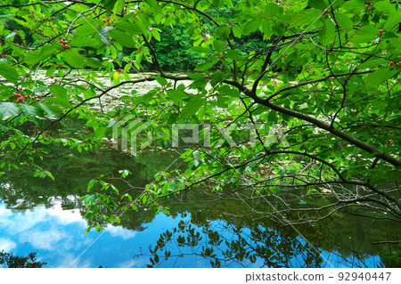 [National Natural Monument] Koigakubo Wetland Koigakubo Pond and the red berries of the red bell pepper Niimi City, Okayama Prefecture 92940447