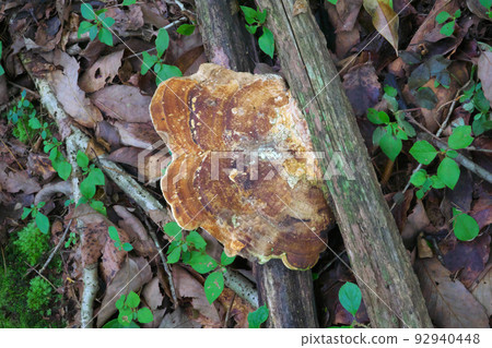 [國寶] Koigakubo Wetlands 1 岡山縣新見市長廊上的腐朽樹上生長的石棺 92940448