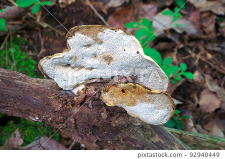 [國寶] 岡山縣新見市長廊腐朽的樹木上生長的2株莎草 92940449