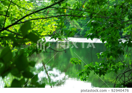 [國家天然紀念物] 岡山縣新見市散步道上的樹木間看到的小久保濕地小久保池 92940476