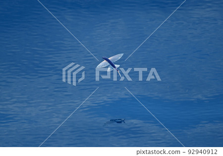 飛魚 飛魚下顎 92940912