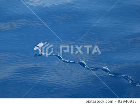 飛魚 飛魚下顎 92940913