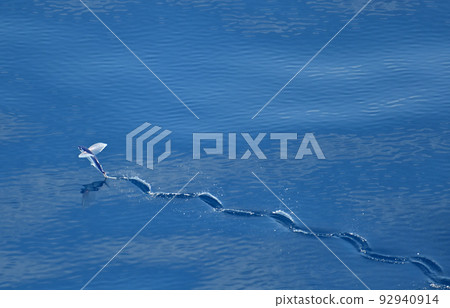 飛魚 飛魚下顎 92940914