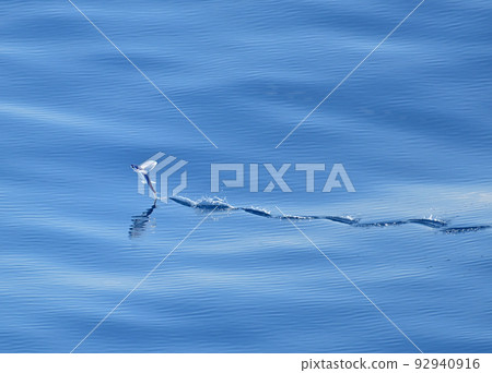 飛魚 飛魚下顎 飛魚 飛魚下顎 92940916