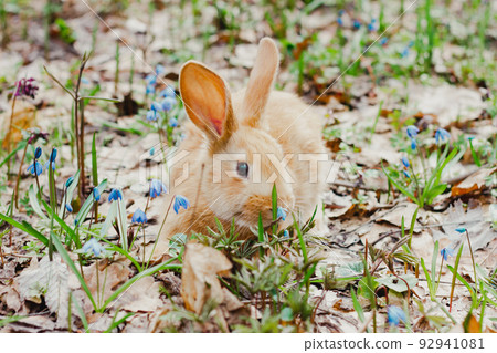A small white fluffy red rabbit with big ears in a forest flowering spring meadow. Close-up, concept for the spring holiday of Easter A small white fluffy red rabbit with big ears in a forest flowering spring meadow. Close-up, concept for the spring holiday of Easter 92941081