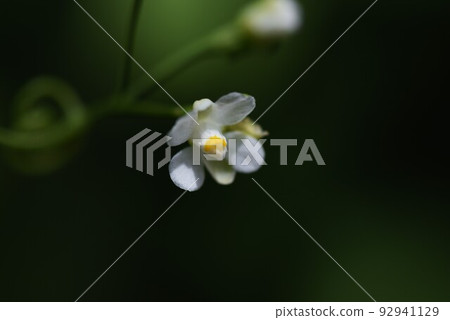 Fusenka 藤、花和果實 Fusenka 藤、花和果實 92941129