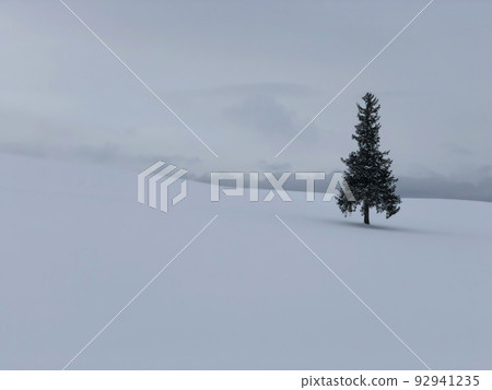 Christmas tree tree 92941235