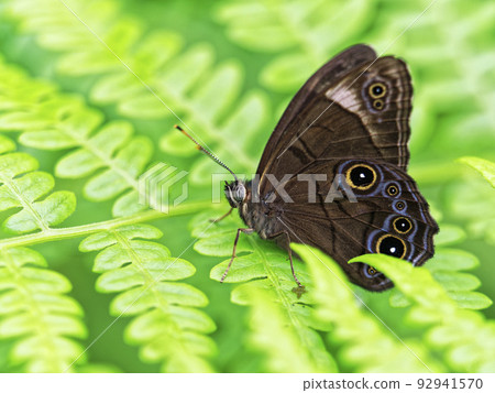 A black lizard on a warabi leaf 92941570