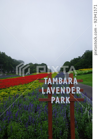 A flower garden full of colorful flowers at Tambara Lavender Park 92941571