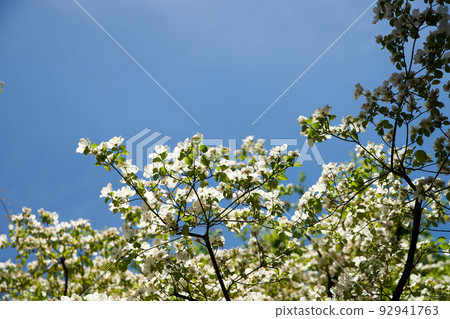Flower to the tip of the branch, magnolia flower _ up Flower to the tip of the branch, magnolia flower _ up 92941763