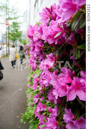 杜鵑花，盛開，路邊，向上 92941813