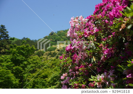 Muro Muroto Temple的杜鵑花 92941818