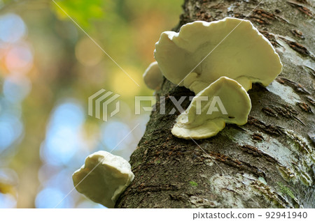 Mushroom grown on a tree trunk Mushroom grown on a tree trunk 92941940
