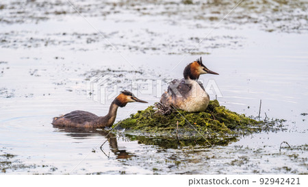 A pair of water birds, Great Crested Grebe, feeding chick at nest. 92942421