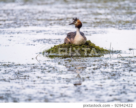 Great Crested Grebe, Podiceps cristatus, water bird sitting on the nest, nesting time on the green lake 92942422