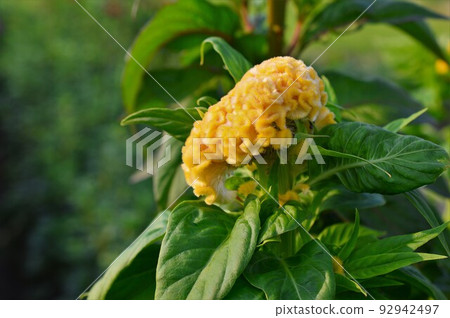 Bright yellow cockscomb 92942497