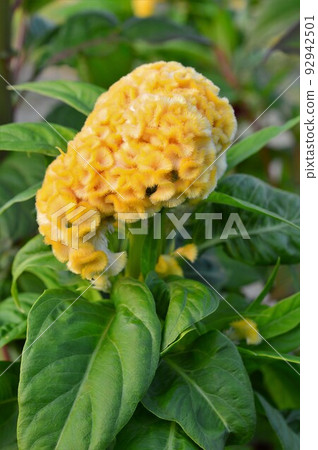 Bright yellow cockscomb 92942501